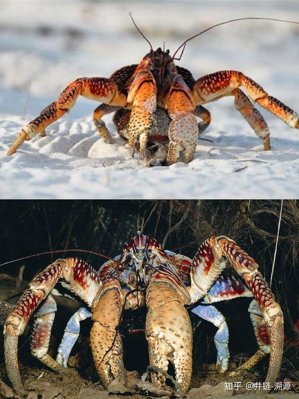 世界上最大的螃蟹椰子蟹你吃过吗