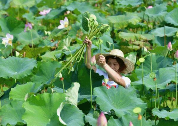 浮生六记教种莲梁实秋教吃莲来芳园带你采莲