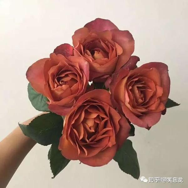 必备工具 咖啡时间 咖啡时间(rosa"coffee break"),是蔷薇属月季栽培