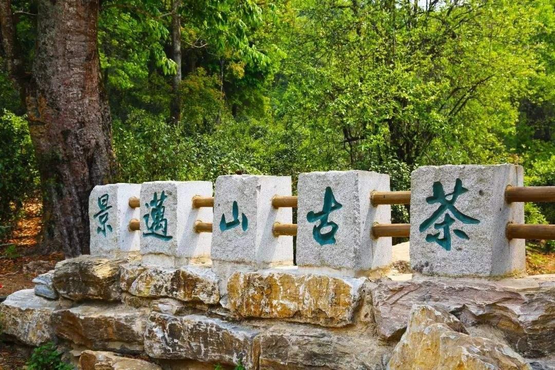 景迈山普洱茶口感怎么样有什么特点景迈山茶区属于哪个茶区