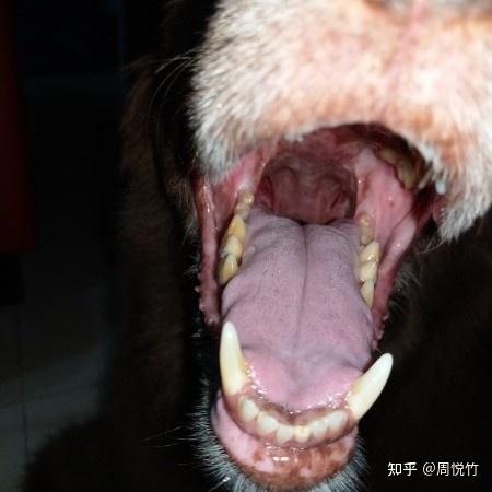 兽医师解答: 在那位置有可能是狗狗淋巴结 或是唾液腺肿 给医师看一