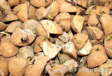 农业技术马铃薯种薯挑选催芽应注意哪些问题