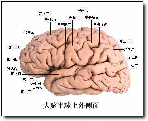 康复职考难点大脑半球