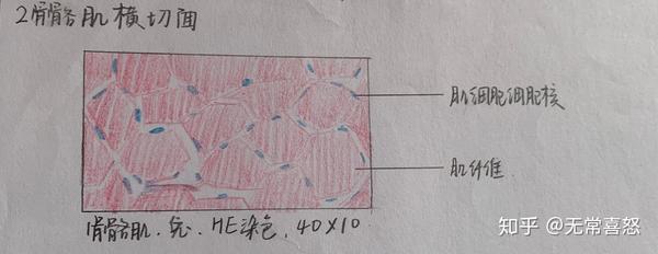 组胚红蓝绘图(居然这么快就结课了)