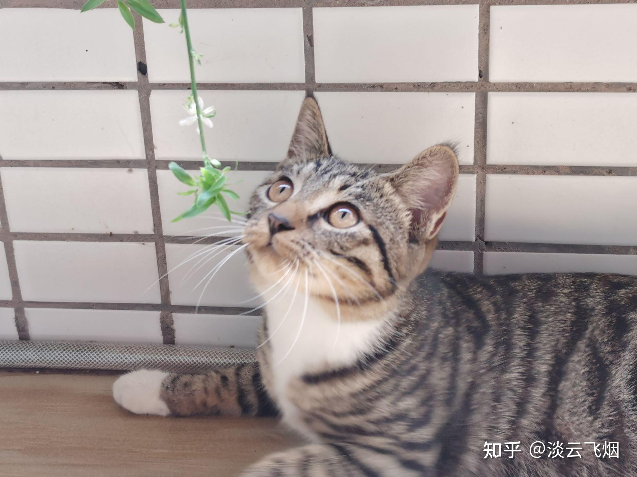 英短蓝猫和狸花猫配种会生出什么样的猫啊求上图