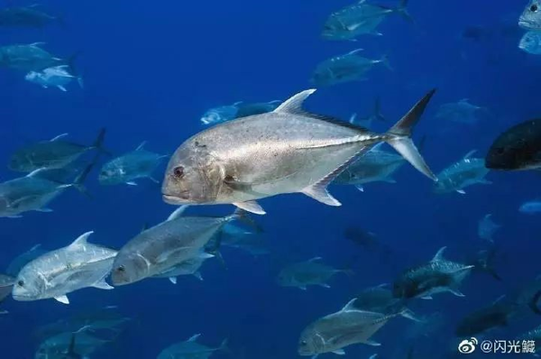 珍鲹(caranx ignobilis),最大的鲹属鱼类