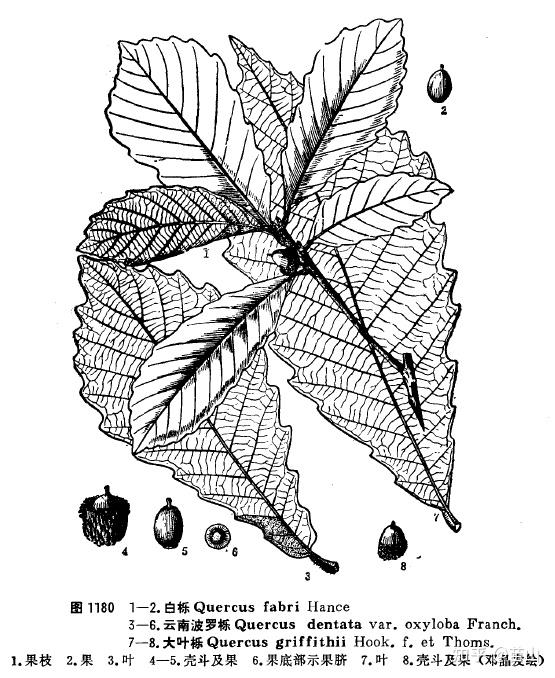 是哪一种栎树?