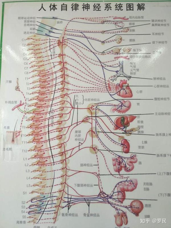 做磁共振颈椎34节突出还压迫到了神经该怎么办