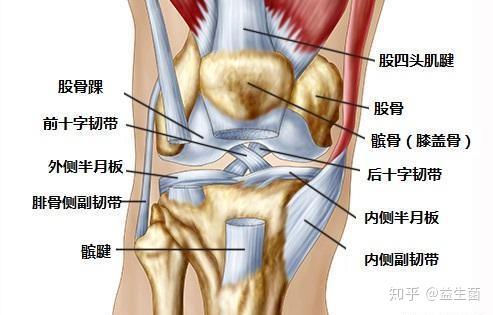 膝关节结构图1