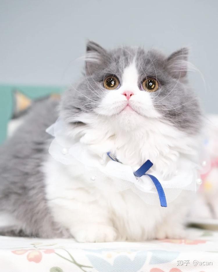 我想问下矮脚拿破仑长毛猫价格大概在多少