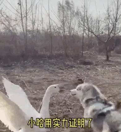 大鹅被二哈制服后竟领着一群同伙来寻仇