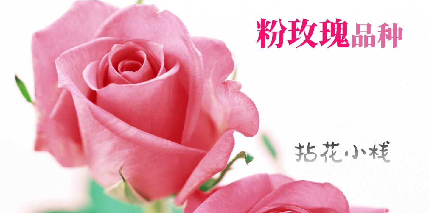 认识花材这9款粉玫瑰品种你都认识吗