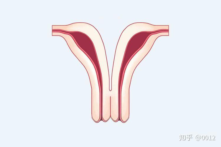 都是只有一套宫颈和阴道,不过具体的发育形态各有所异. 4,纵隔子宫.