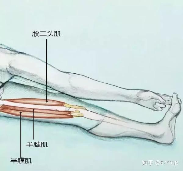 2.位于大腿内侧的髋内收肌.