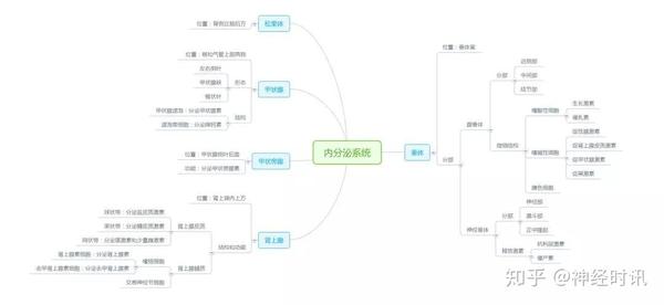 人体解剖学学习的思路及学习方法二