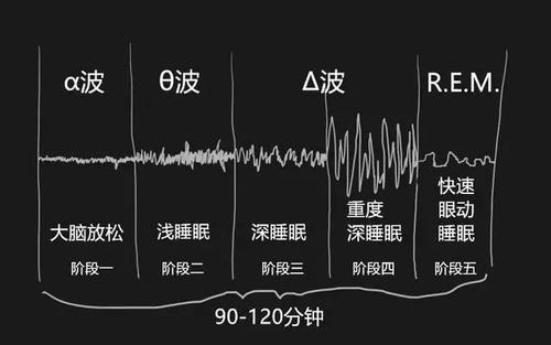 脑电波的研究告诉我们:人类一夜的睡眠一般有4-6个睡眠期,每个睡眠期