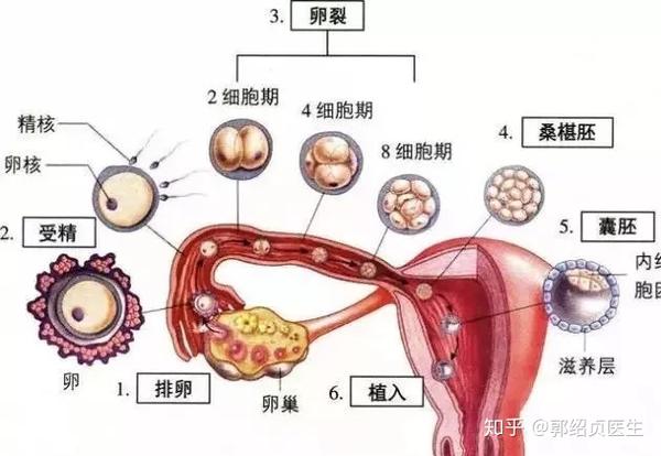 晚期囊胚是透明带消失之后侵入子宫内膜的过程,称受精卵着床