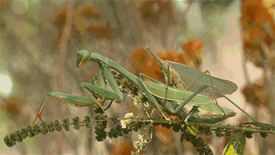 雄性螳螂在背上交配时,如果不幸被雌性抓住,那么它们就会自己拧断上