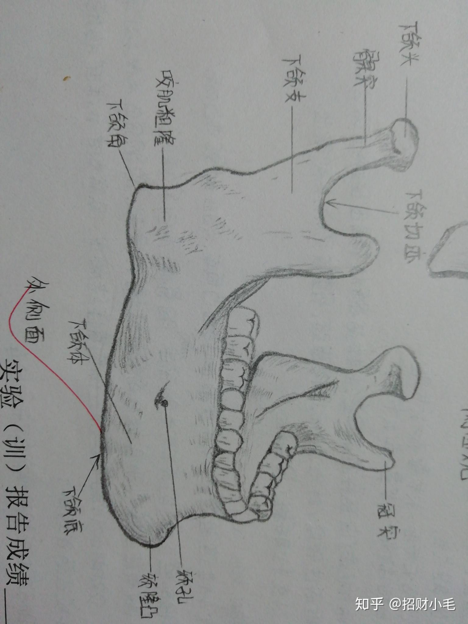 解剖手绘图 知乎