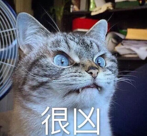 有哪些非常搞笑的动物表情包?