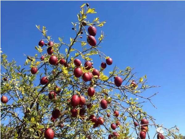 特色果树:澳洲血檬 果实鲜红 香味浓 产量高 种植效益