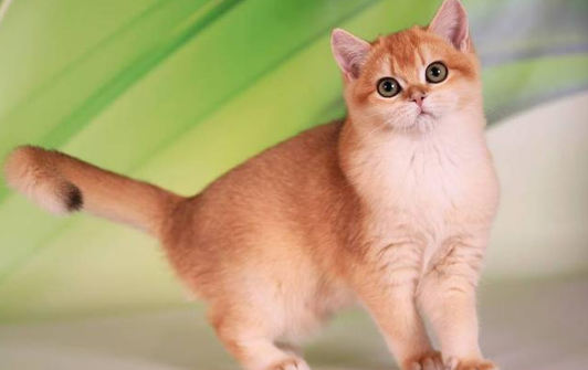 求如何鉴别金渐层和橘猫or其他黄猫