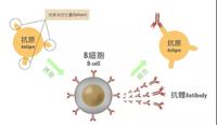 水痘带状疱疹抗体检测试剂说明书