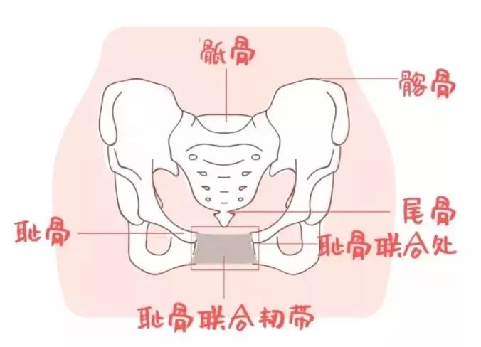 很多妈妈生完孩子在做骨盆和盆底肌修复之间难以抉择,不知道该做哪个