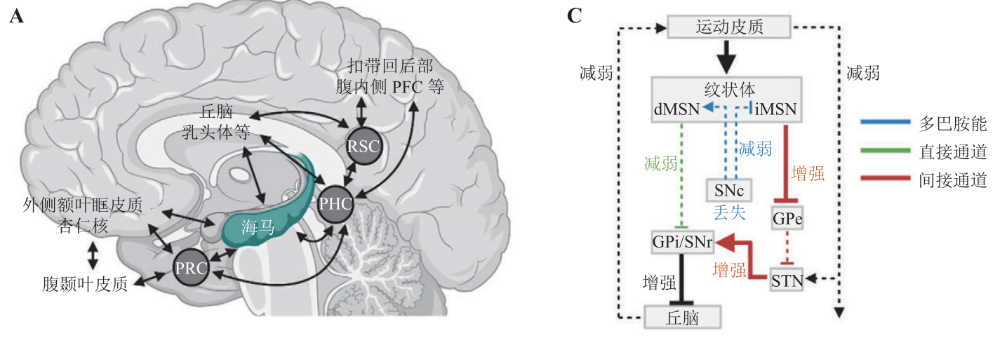 光遗传学技术在脑疾病神经环路研究中的应用(2)