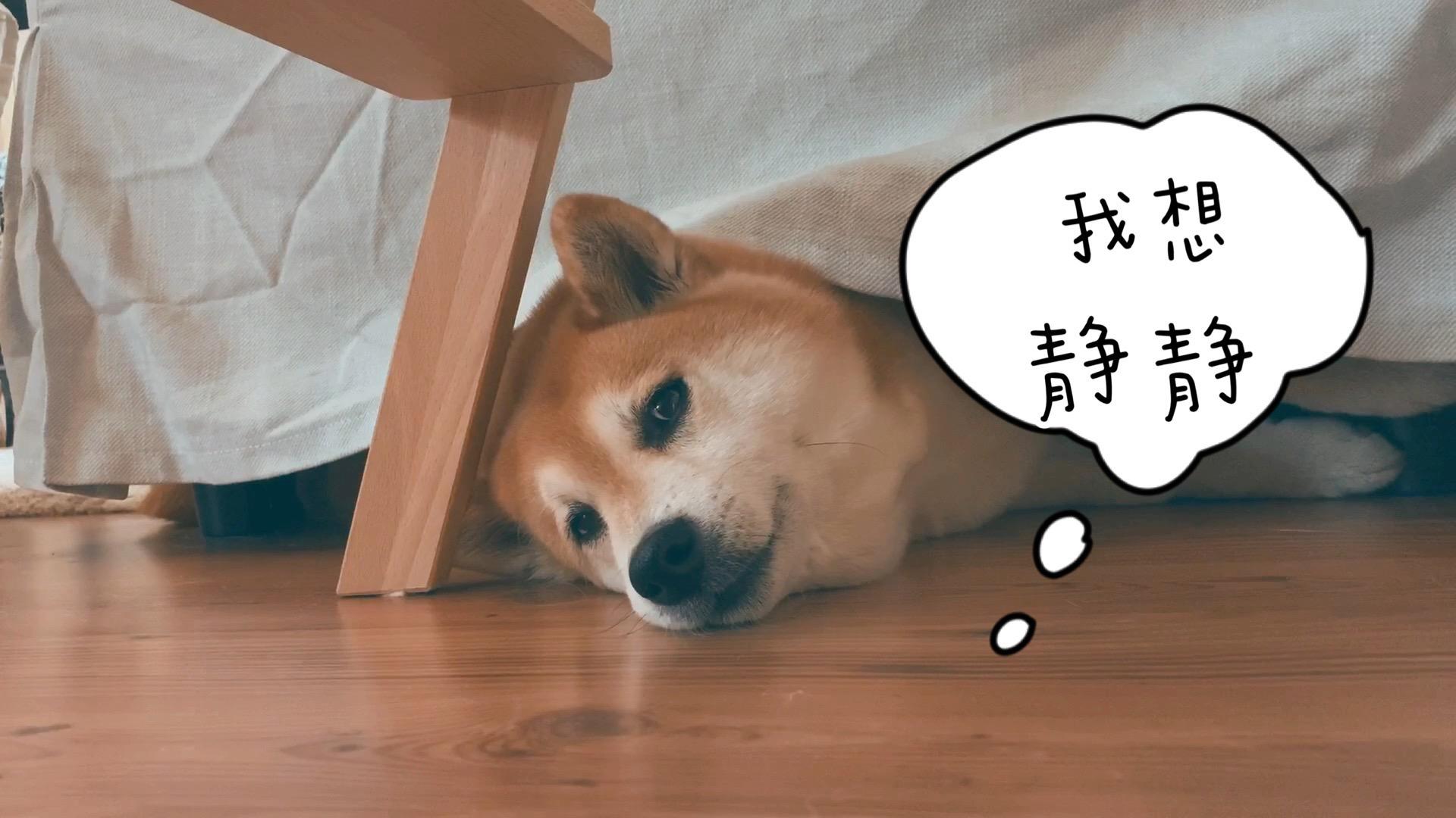 日常训练柴犬