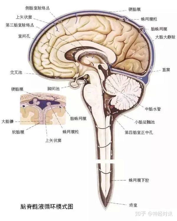 脑室解剖及正常变异