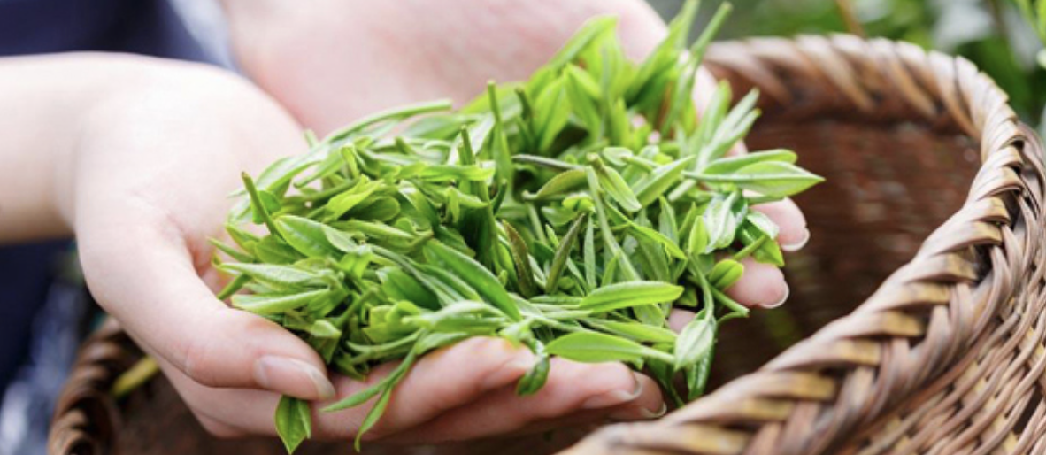 绿茶十大品种推荐,中国十大绿茶排名