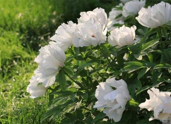 花后芍药,白芍是如何入药的?
