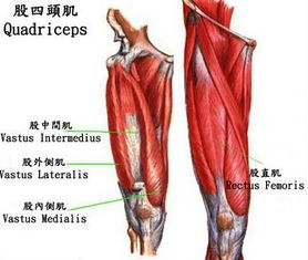 止点:四个头合并成一条肌腱,包绕髌骨,向下形成髌韧带止于胫骨粗隆.