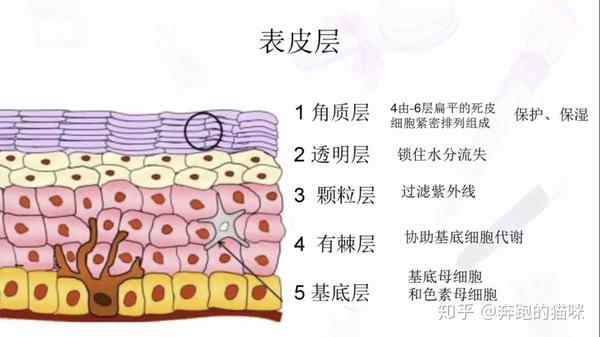 可不断新生,表皮层又由五层组成,从外向内依次是角质层,透明层,颗粒层