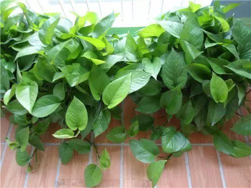 这些植物界的小强你都知道吗据说怎么样都养不死哦