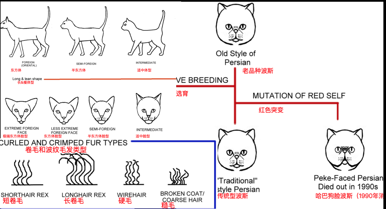 猫咪体型&毛发&身体各部位种类汇编图表
