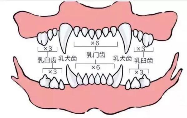 如何判断狗的年龄?