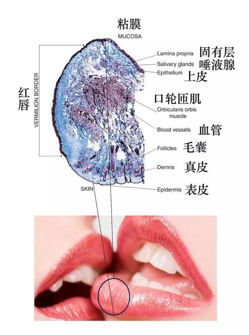 不同于脸部,眼部的肌肤,嘴唇的角质层更薄,且又无毛囊,皮脂腺,汗腺等