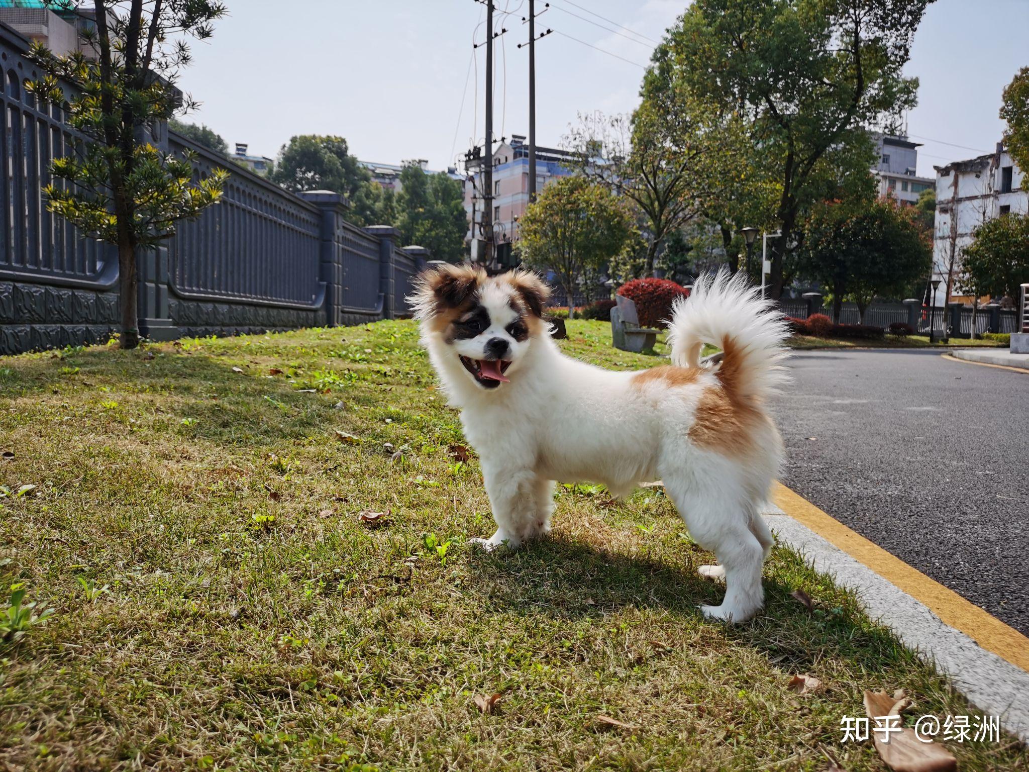 能不能分享一下你的蝴蝶犬的照片