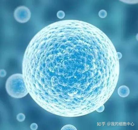 一眼看透 干细胞分哪些种类?其应用有何差别?