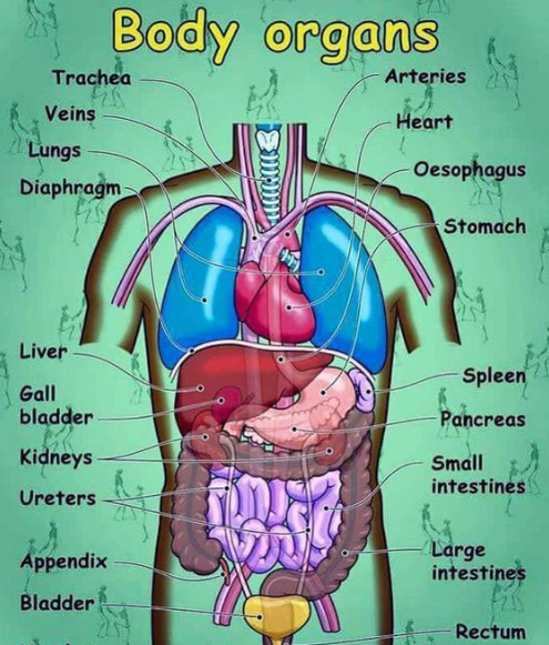 人体内脏相关英语词汇及表达