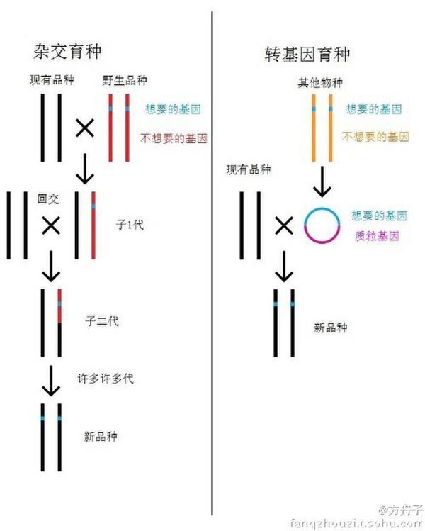 杂交与转基因有什么区别
