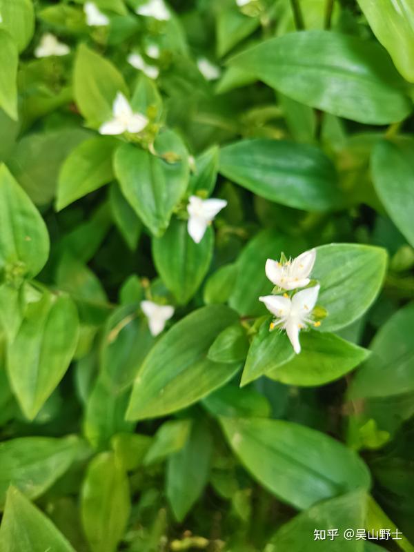 【七绝·白花紫露草】(平水韵)