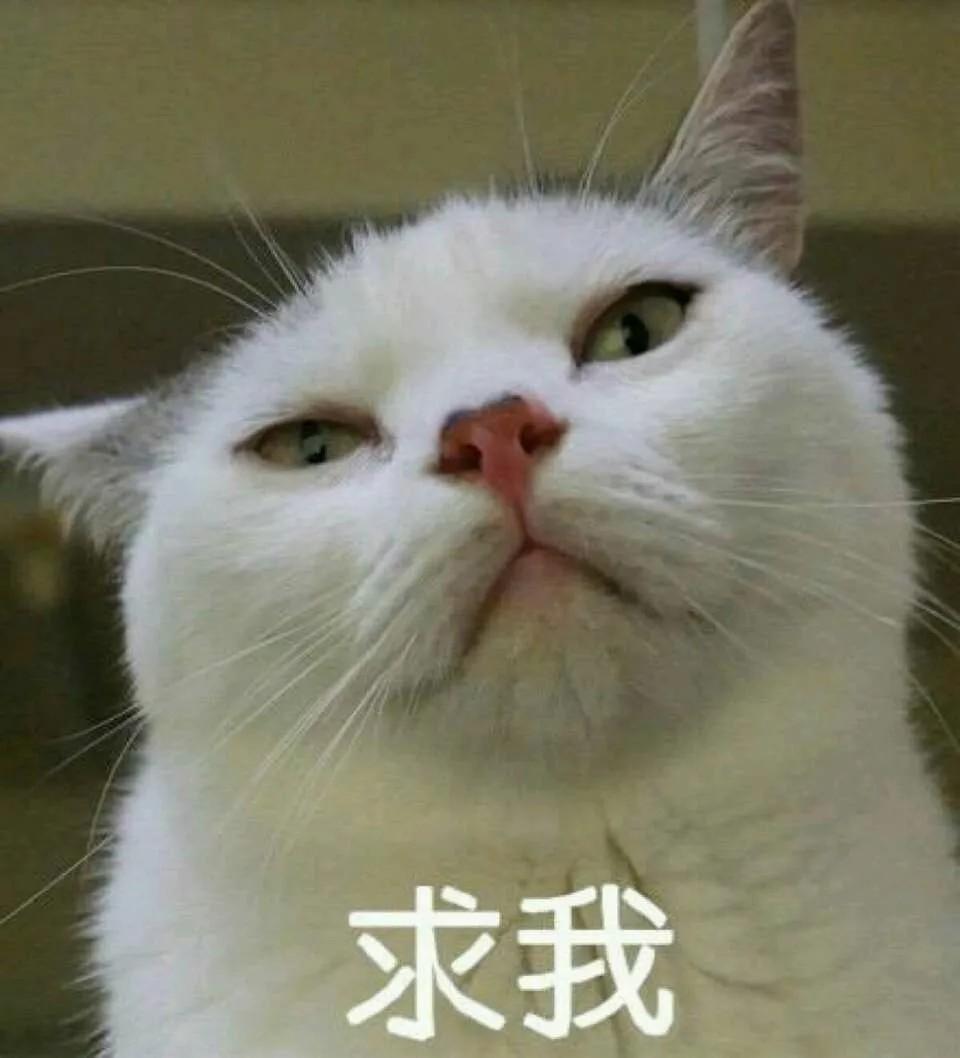 有没有那种可爱的动物表情包