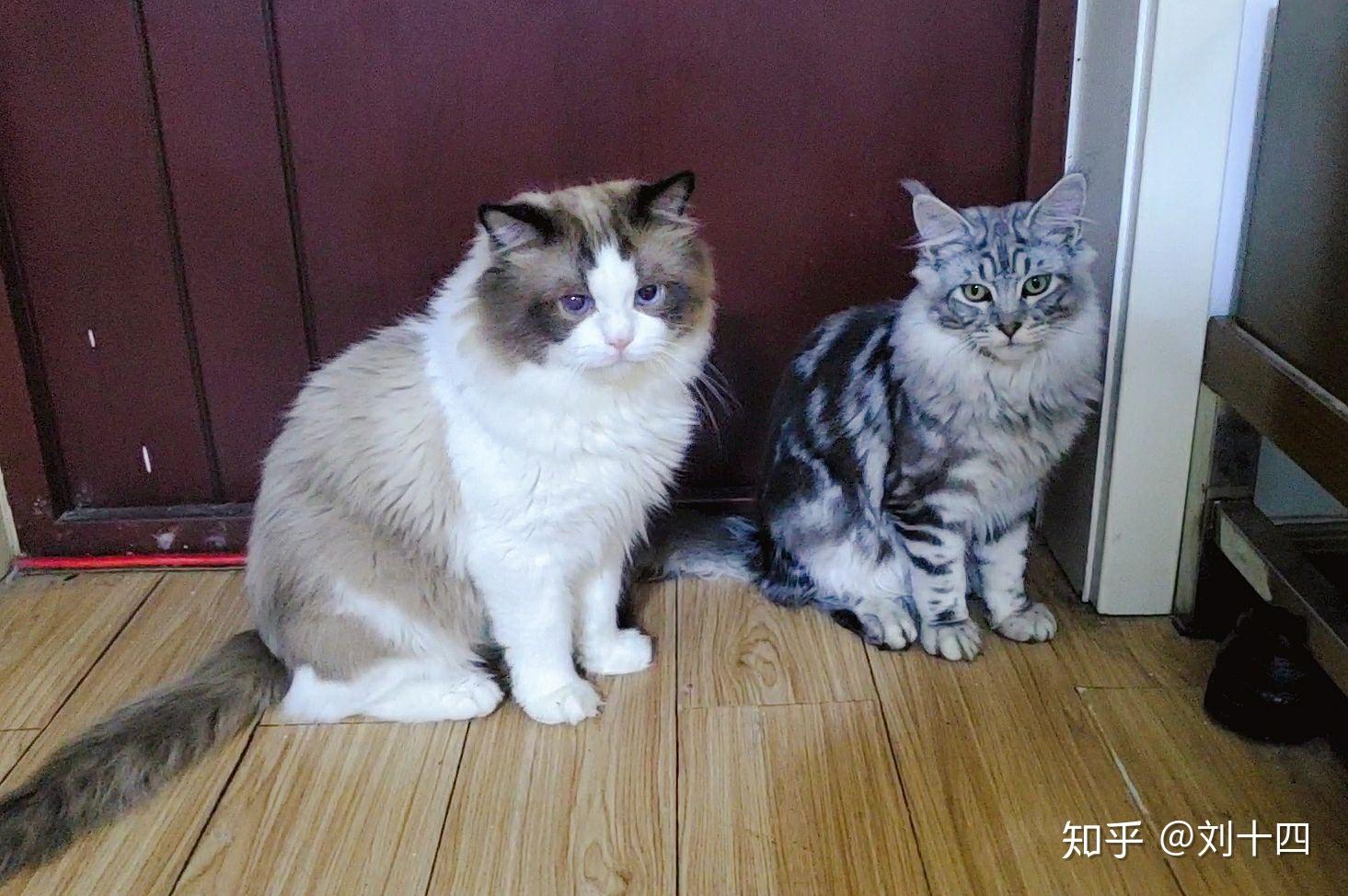 缅因猫和布偶猫哪个可爱