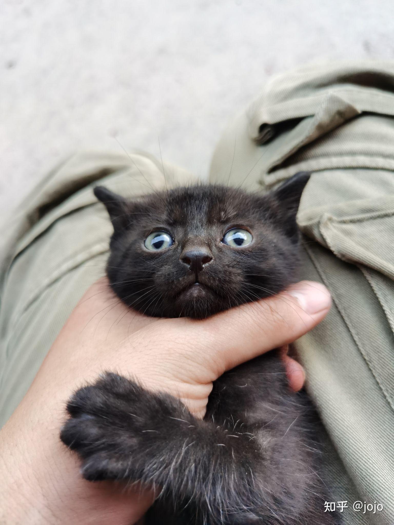 黑猫都是什么品种的?怎么才能得到一只纯黑色的猫?