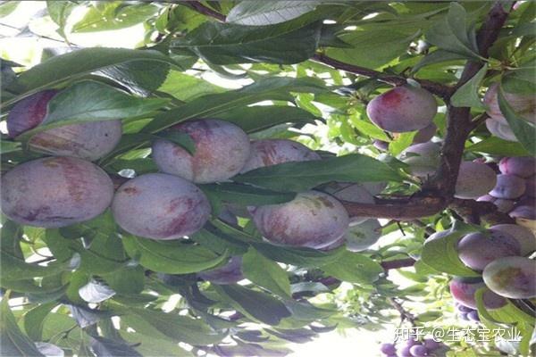 请问专家这是李子细菌性穿孔病吗?如何治疗?