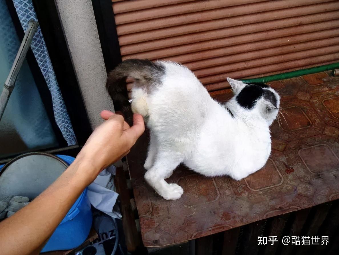 猫咪假蛋蛋创意赏析千奇百怪的猫蛋