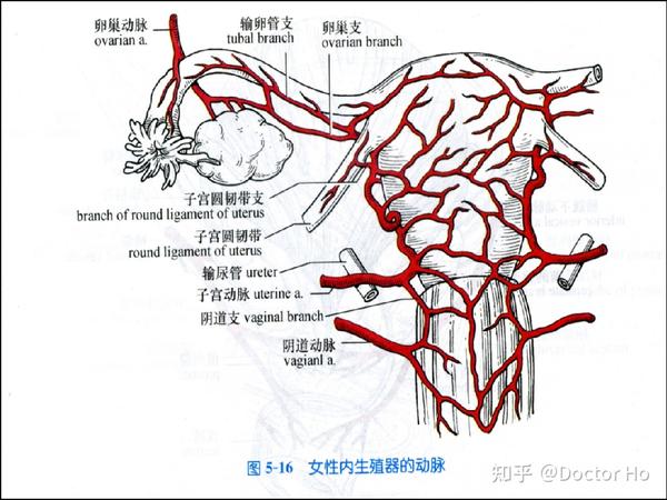 第三节  血管淋巴神经 1,动脉 卵巢动脉:自腹主动脉发出,跨越输尿管